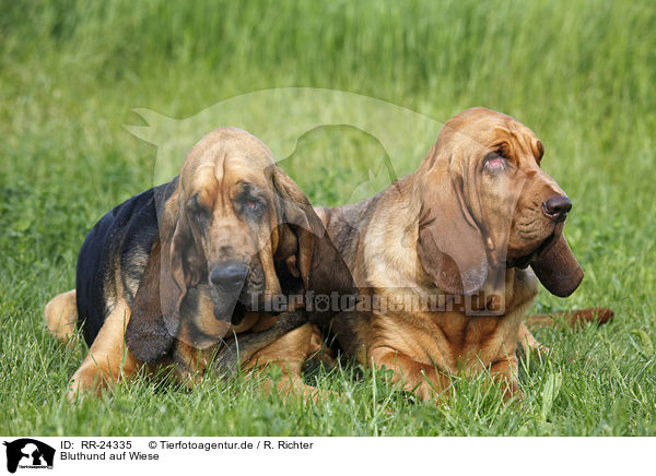 Bluthund auf Wiese / Bloodhound on meadow / RR-24335