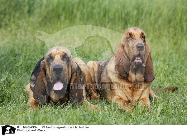 Bluthund auf Wiese / Bloodhound on meadow / RR-24337