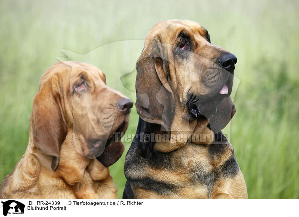 Bluthund Portrait / Bloodhound Portrait / RR-24339