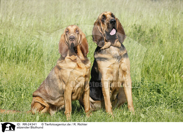 sitzender Bluthund / sitting Bloodhound / RR-24341