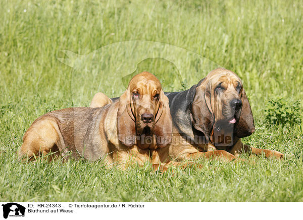 Bluthund auf Wiese / Bloodhound on meadow / RR-24343