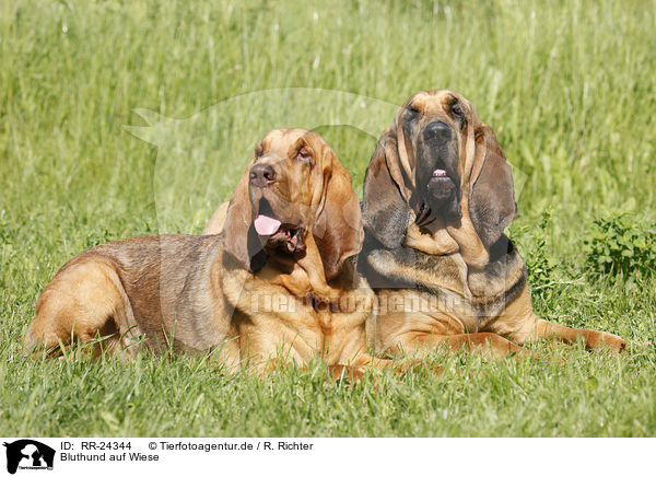 Bluthund auf Wiese / Bloodhound on meadow / RR-24344