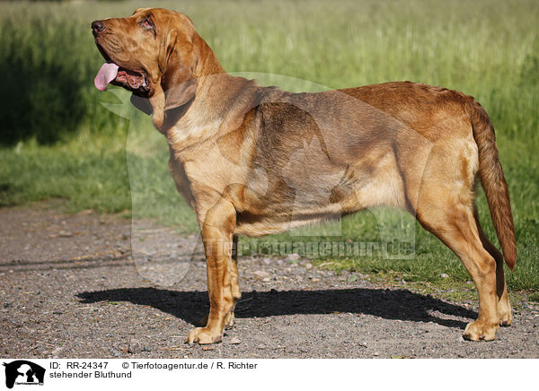 stehender Bluthund / standing Bloodhound / RR-24347