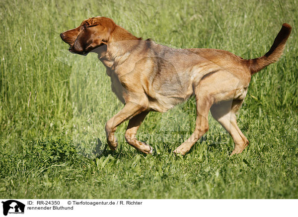 rennender Bluthund / running Bloodhound / RR-24350