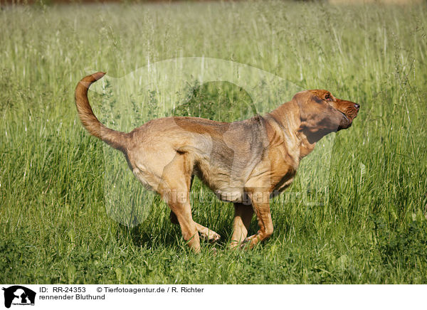 rennender Bluthund / running Bloodhound / RR-24353