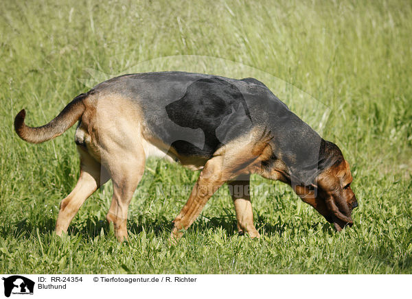 Bluthund / Bloodhound / RR-24354