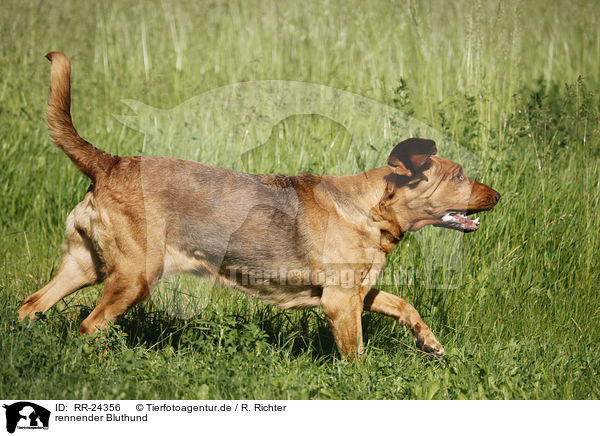 rennender Bluthund / running Bloodhound / RR-24356