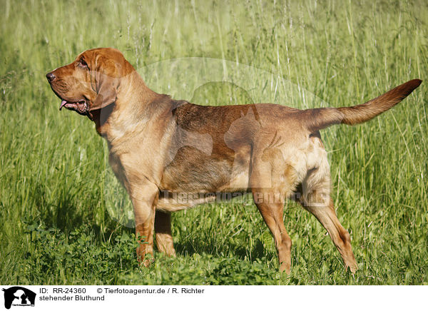 stehender Bluthund / standing Bloodhound / RR-24360