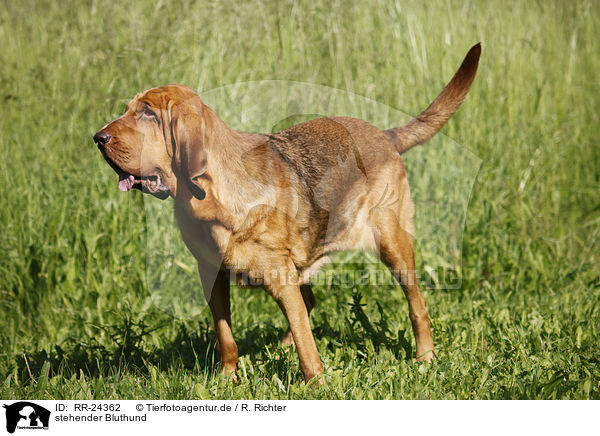 stehender Bluthund / standing Bloodhound / RR-24362