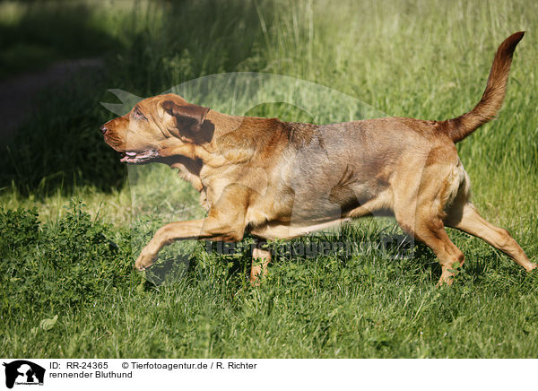 rennender Bluthund / running Bloodhound / RR-24365