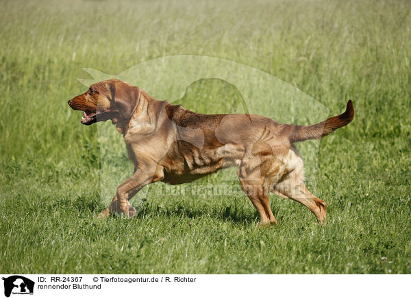 rennender Bluthund / running Bloodhound / RR-24367