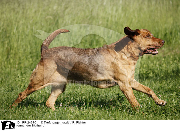 rennender Bluthund / running Bloodhound / RR-24370