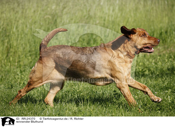 rennender Bluthund / running Bloodhound / RR-24370