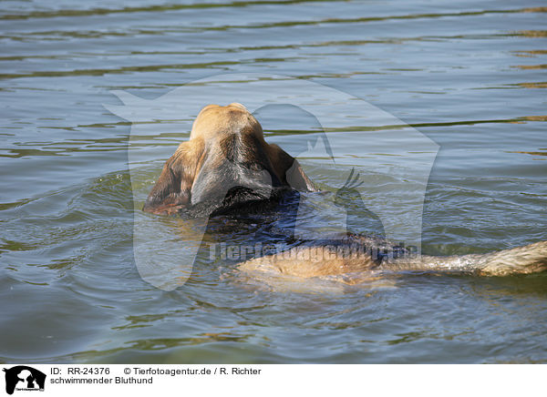 schwimmender Bluthund / swimming Bloodhound / RR-24376