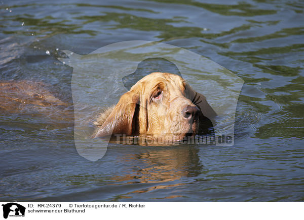 schwimmender Bluthund / swimming Bloodhound / RR-24379
