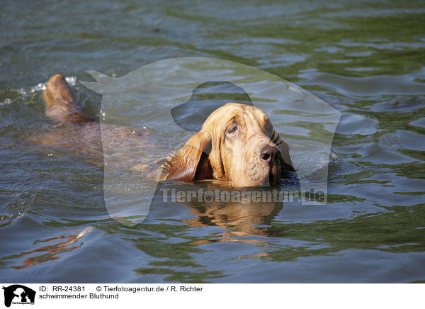 schwimmender Bluthund / swimming Bloodhound / RR-24381
