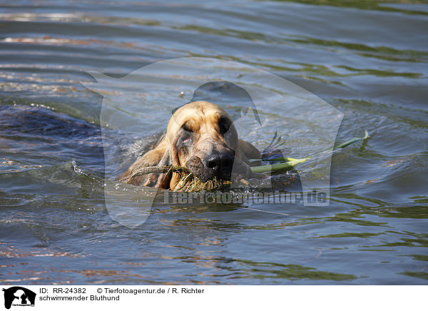 schwimmender Bluthund / swimming Bloodhound / RR-24382