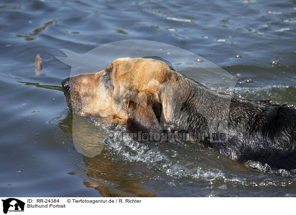 Bluthund Portrait / Bloodhound Portrait / RR-24384