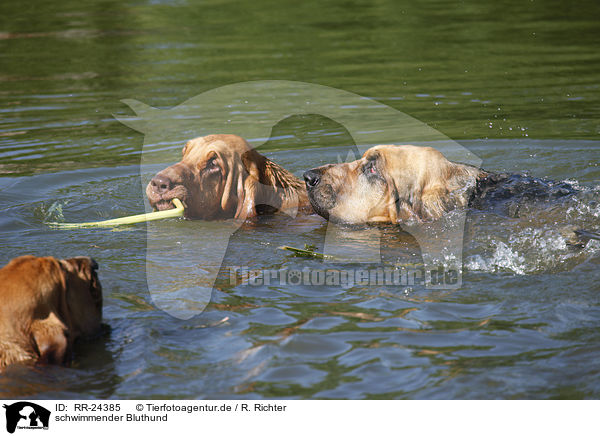 schwimmender Bluthund / swimming Bloodhound / RR-24385