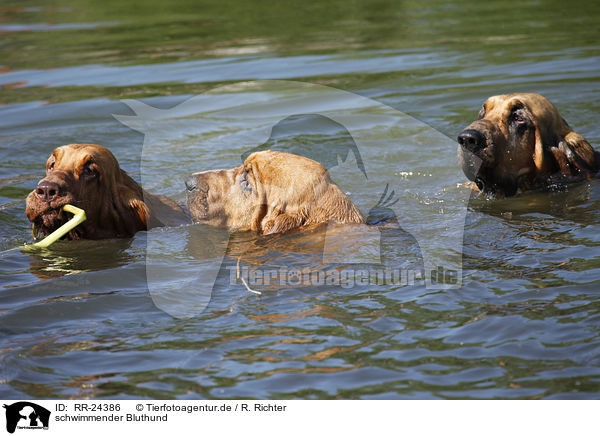 schwimmender Bluthund / RR-24386