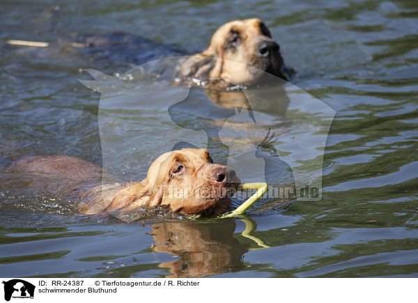schwimmender Bluthund / swimming Bloodhound / RR-24387