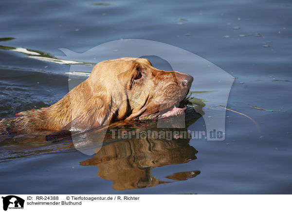 schwimmender Bluthund / swimming Bloodhound / RR-24388