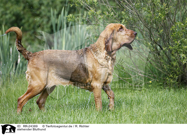 stehender Bluthund / standing Bloodhound / RR-24389