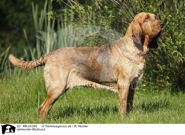 stehender Bluthund / standing Bloodhound / RR-24390