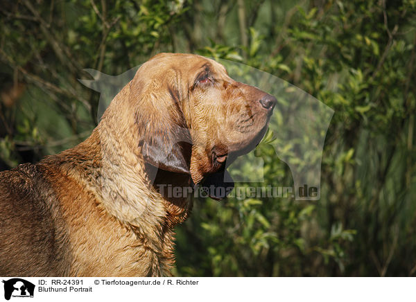Bluthund Portrait / Bloodhound Portrait / RR-24391