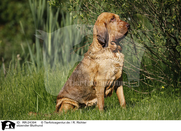 sitzender Bluthund / sitting Bloodhound / RR-24394