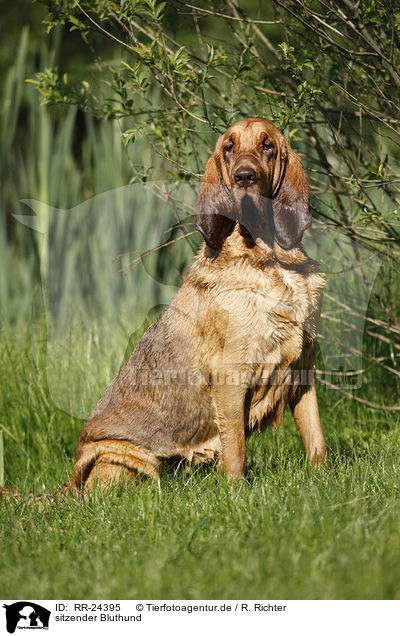 sitzender Bluthund / sitting Bloodhound / RR-24395