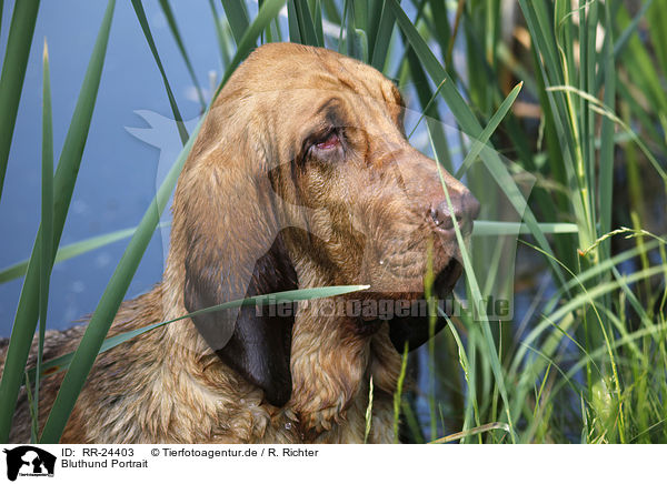 Bluthund Portrait / Bloodhound Portrait / RR-24403