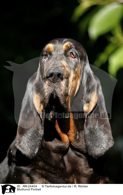 Bluthund Portrait / RR-24404