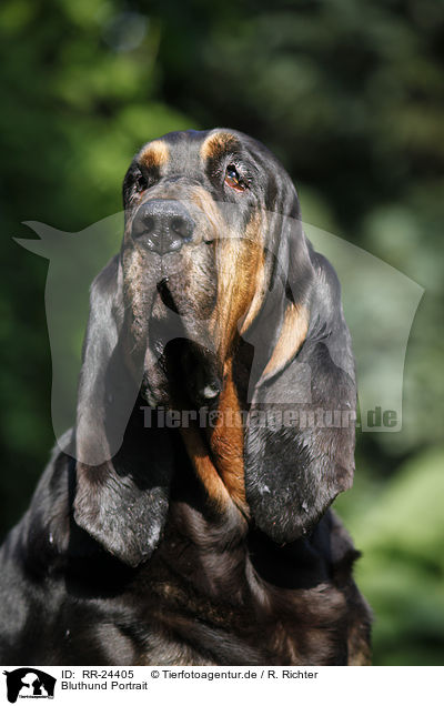 Bluthund Portrait / RR-24405