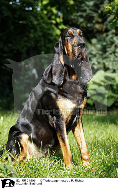 sitzender Bluthund / sitting Bloodhound / RR-24406