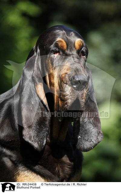 Bluthund Portrait / Bloodhound Portrait / RR-24408