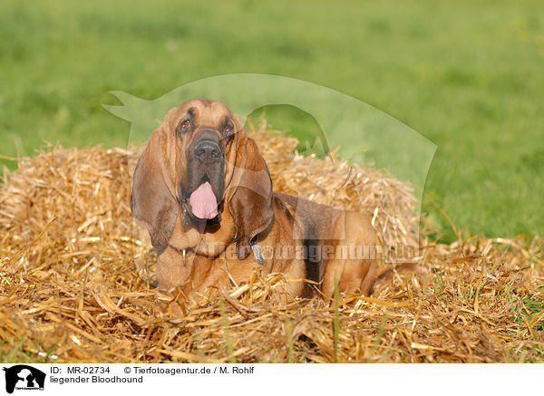 liegender Bloodhound / lying Bloodhound / MR-02734