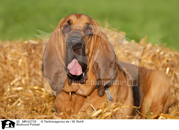 Bluthund Portrait / MR-02735