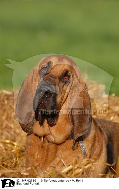 Bluthund Portrait / Bloodhound Portrait / MR-02736