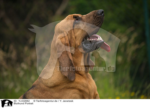 Bluthund Portrait / Bloodhound Portrait / YJ-02882