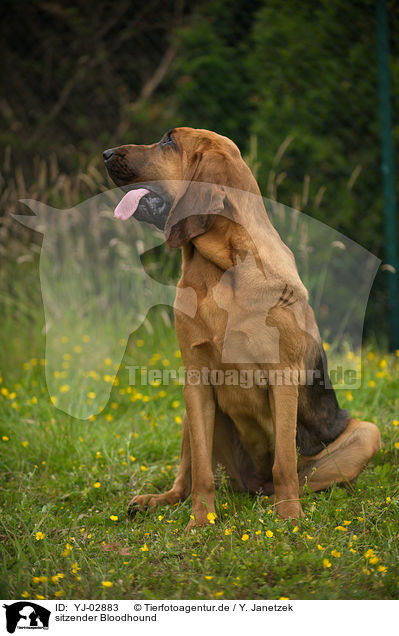 sitzender Bloodhound / YJ-02883