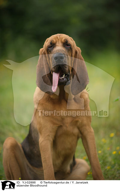 sitzender Bloodhound / YJ-02886