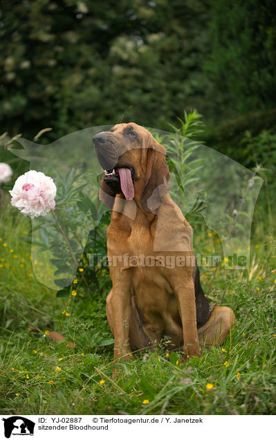 sitzender Bloodhound / sitting Bloodhound / YJ-02887