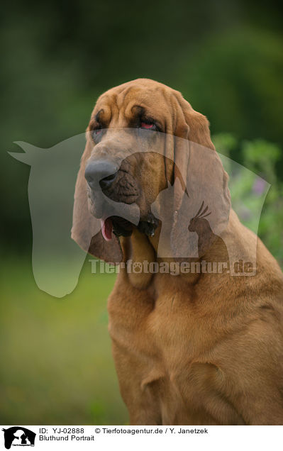 Bluthund Portrait / YJ-02888