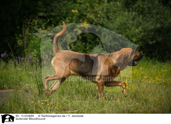 laufender Bloodhound / YJ-02889