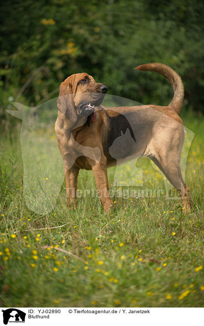 Bluthund / Bloodhound / YJ-02890