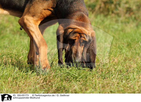 schnuppernder Bluthund / DG-05173