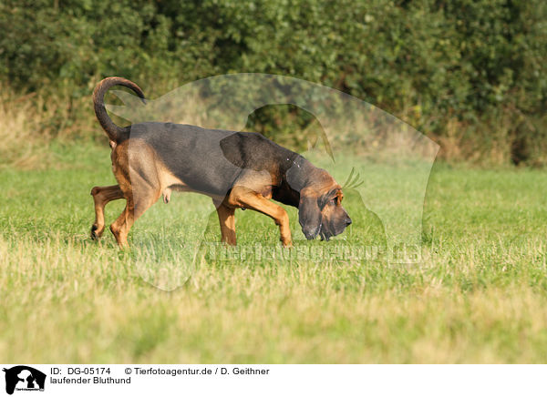 laufender Bluthund / DG-05174
