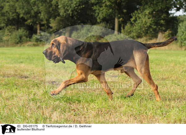 laufender Bluthund / DG-05175