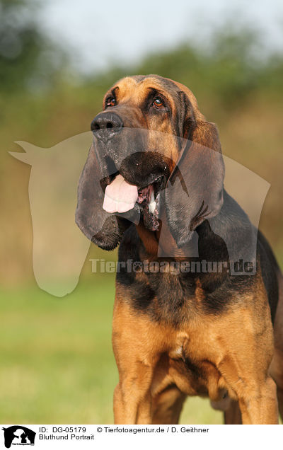 Bluthund Portrait / DG-05179